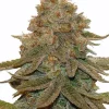 cali-kush-feminizada-420mx-semillas-420mx-1 Semillas 420mx - THC Bomb Autoflower