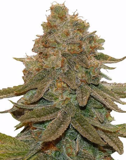 cali-kush-feminizada-420mx-semillas-420mx-1 Semillas 420mx - THC Bomb Autoflower
