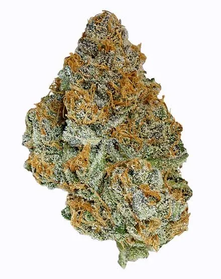 cali-kush-feminizada-420mx-semillas-420mx-2 Cali Kush Seeds 420mx