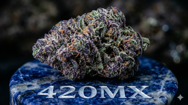 genetica-blue-cookies-coleccionable-420mx-2-1.png Genética Blue Cookies Coleccionable