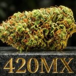 semillas-feminizadas-genetica-bruce-banner-3-coleccionable-420mx-2-1.png semillas Feminizadas