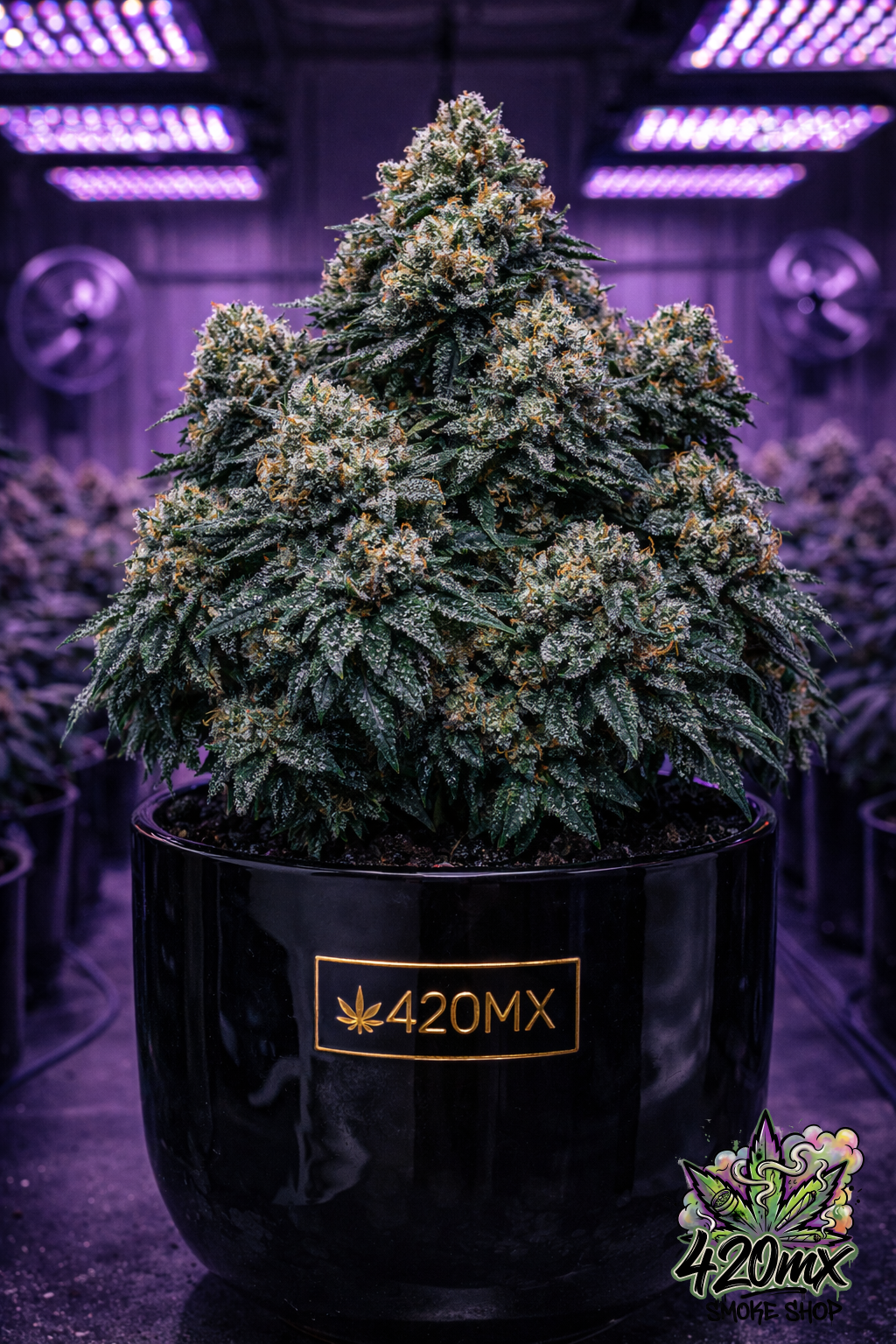00 Kush